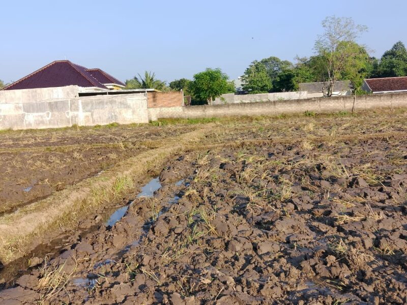 Dijual Tanah Sawah Produktif di Jl. H. Muso, Dsn. Jajangsurat, Ds. Karangbendo, Kec. Rogojampi – Banyuwangi 68462