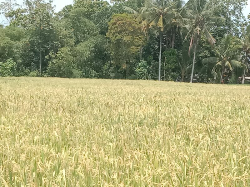 Dijual Tanah Sawah Produktif di Jl. H. Muso, Dsn. Jajangsurat, Ds. Karangbendo, Kec. Rogojampi – Banyuwangi 68462