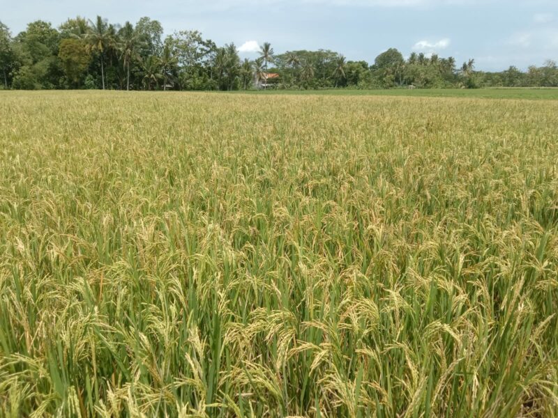 Dijual Tanah Sawah Produktif di Jl. H. Muso, Dsn. Jajangsurat, Ds. Karangbendo, Kec. Rogojampi – Banyuwangi 68462