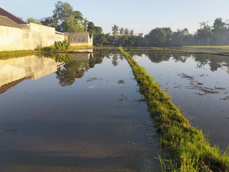 Dijual Tanah Sawah Produktif di Jl. H. Muso, Dsn. Jajangsurat, Ds. Karangbendo, Kec. Rogojampi – Banyuwangi 68462