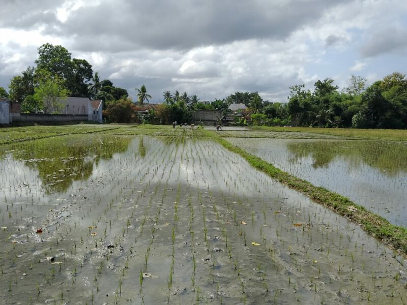 Dijual Tanah Sawah Produktif di Jl. H. Muso, Dsn. Jajangsurat, Ds. Karangbendo, Kec. Rogojampi – Banyuwangi 68462