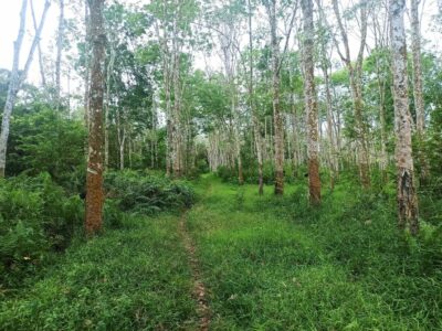 Di Jual Tanah Kebun Karet 1,5 H Murah dan Strategis Tanpa Perantara, Sumatera Selatan