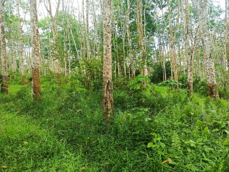 Di Jual Tanah Kebun Karet 1,5 H Murah dan Strategis Tanpa Perantara, Sumatera Selatan